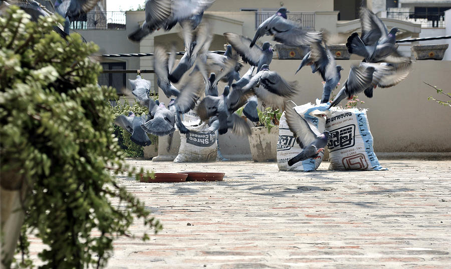 Flying pigeons  Photograph by Sumit Mehndiratta