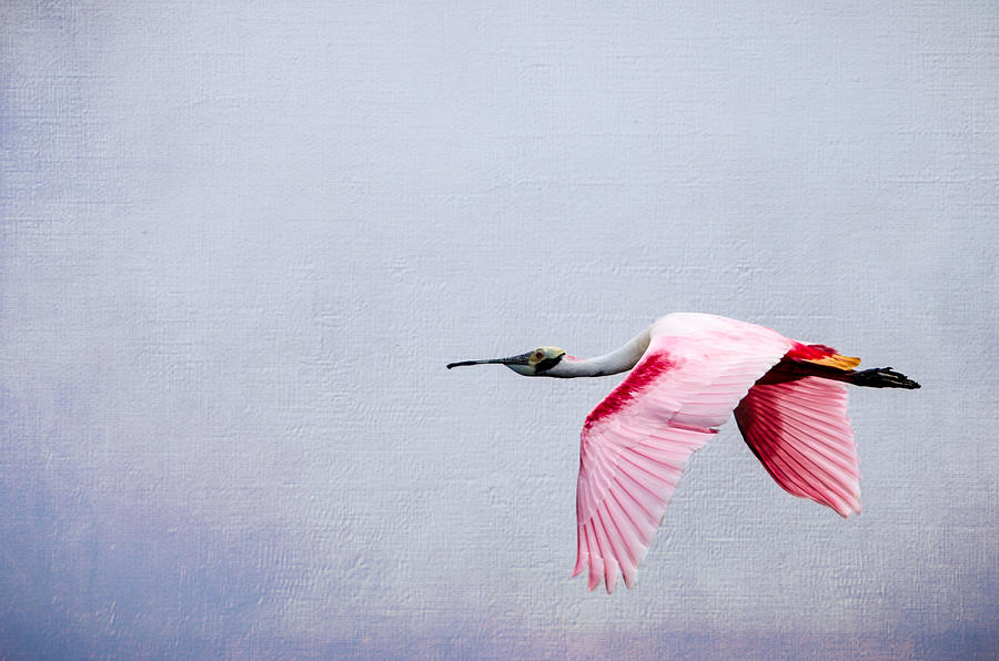 Spoonbill Photograph - Flying Pretty  Roseate Spoonbill by Debra Martz