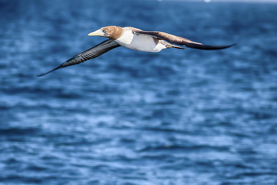 Flying Red-footed Booby Photograph by John Haldane