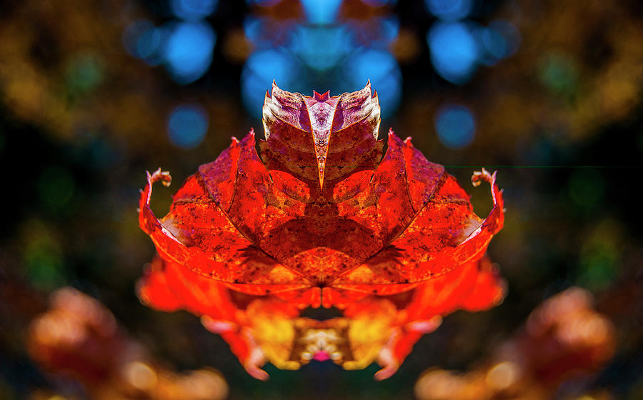 Flying Red Phyllium Digital Art by Pelo Blanco Photo