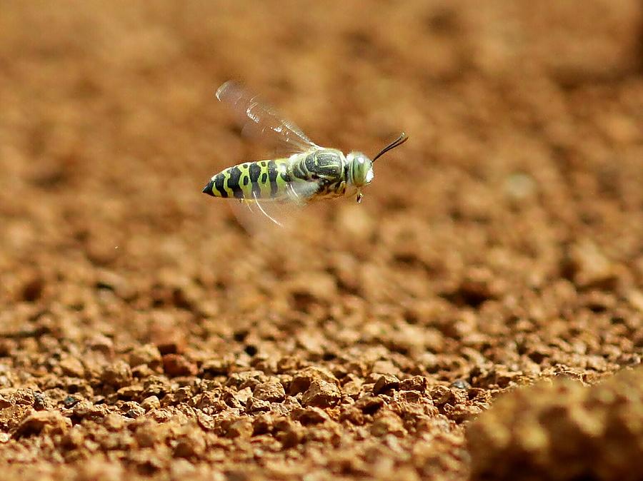Nature Photograph - Flying Sand Wasp by Djoko Widodo