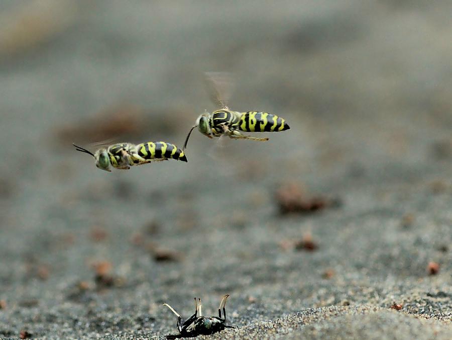 Nature Photograph - Flying Sand Wasps by Djoko Widodo