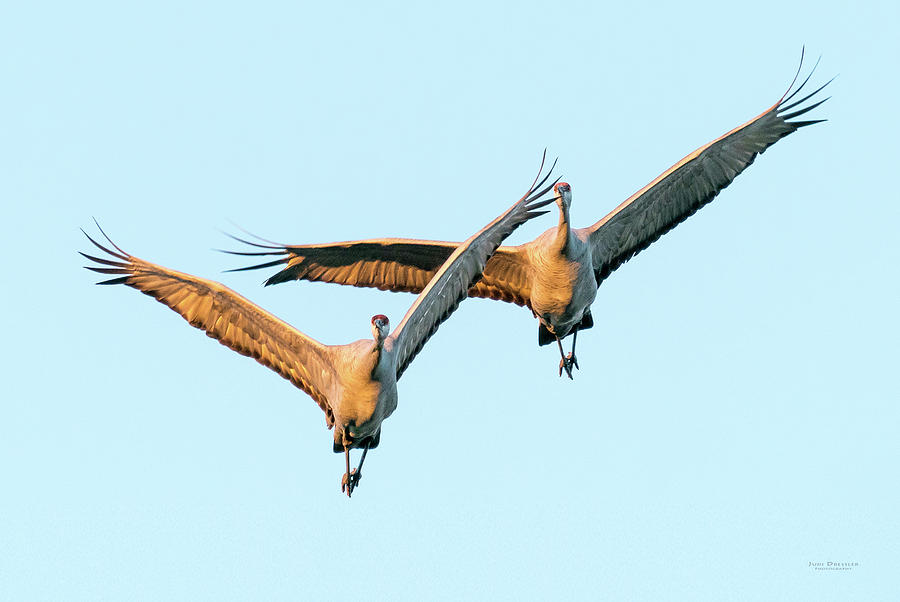 Flying Sandhill Cranes Photograph by Judi Dressler