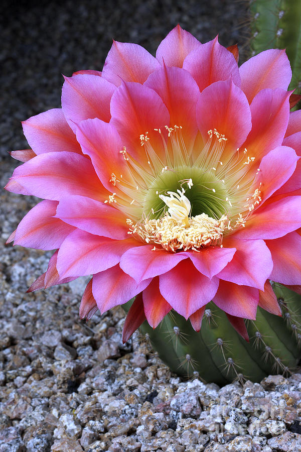 Flying Saucer Cactus Flower Photograph by Bryan Keil
