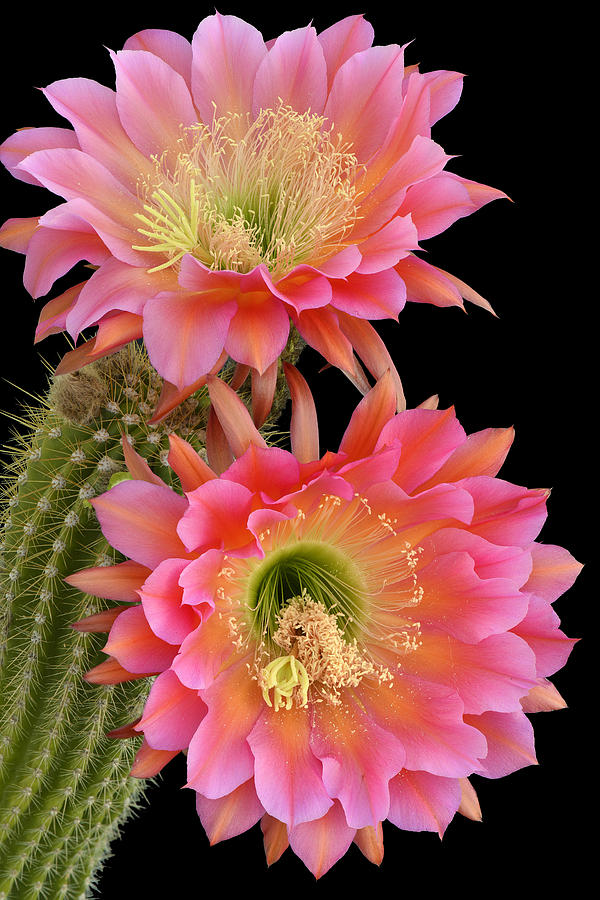 Flying Saucer Echinopsis Cactus Blossoms Photograph by Dean Hueber ...