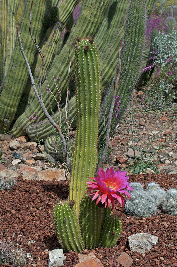 Flying Saucer Torch Cactus II Photograph by Ana Gonzalez - Fine Art America