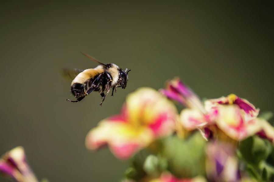 Bumble Bee Photograph - Flying by Schalk Lombard