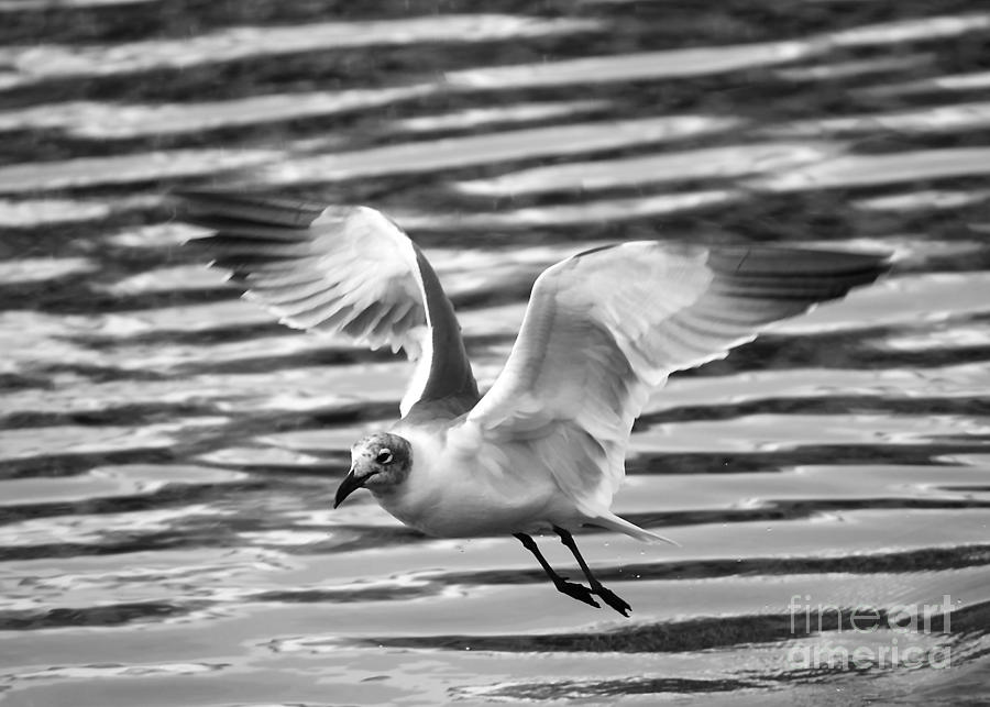 Flying Sea Gull in Black and White Photograph by Carol Groenen
