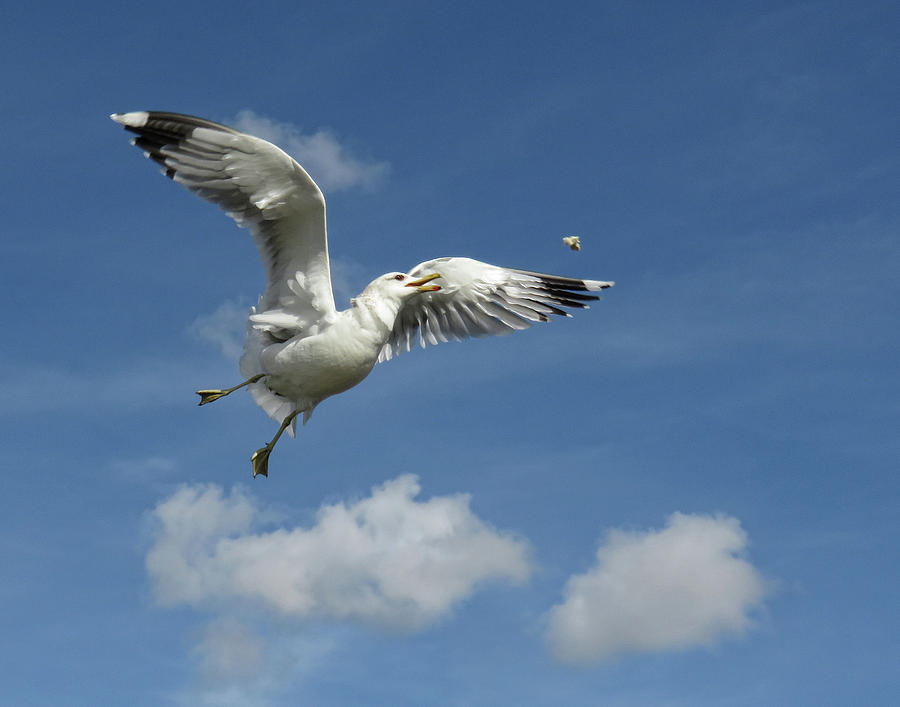 gull flying