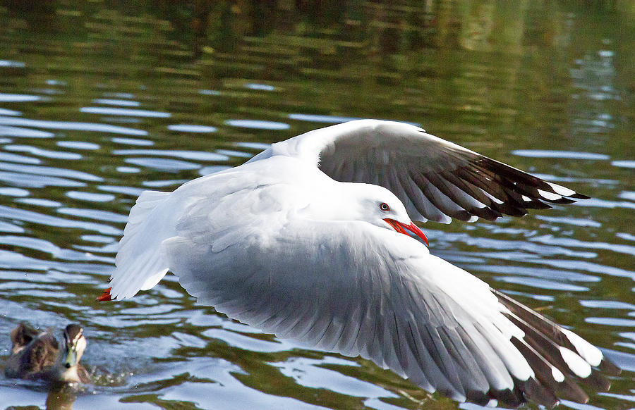 Flying Seagull Above A Lake Photograph by Miroslava Jurcik