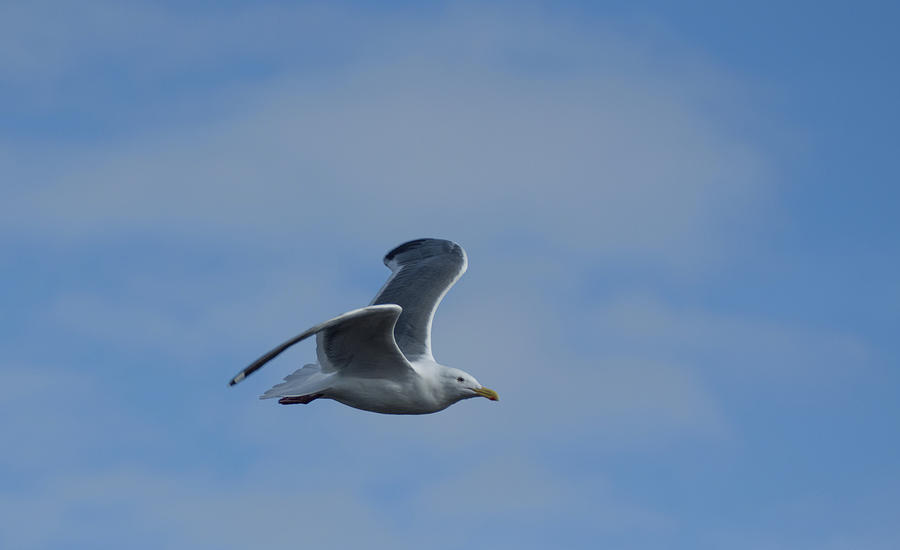 Soaring Seagull Photograph by Marilyn Wilson