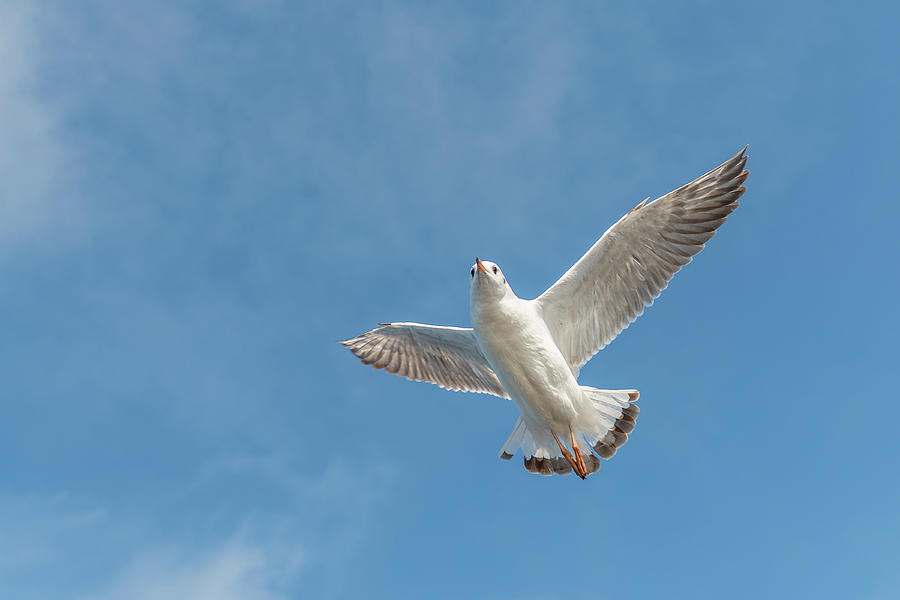 Flying seagull Photograph by Pradeep Raja PRINTS