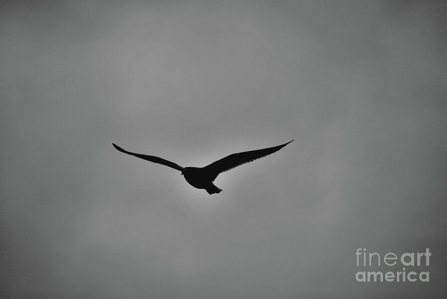 Flying Silhouette Photograph by Lori Tambakis