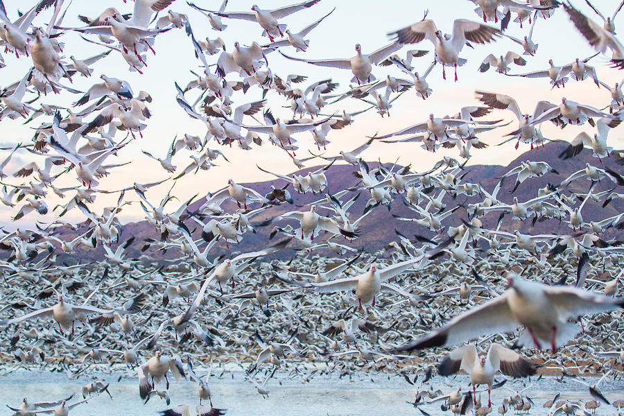 Flying snow geese after the sunrise - Bosque del Apache, New Me Photograph by Ellie Teramoto