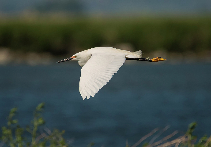 Flying Snowy Egret Photograph by Loree Johnson