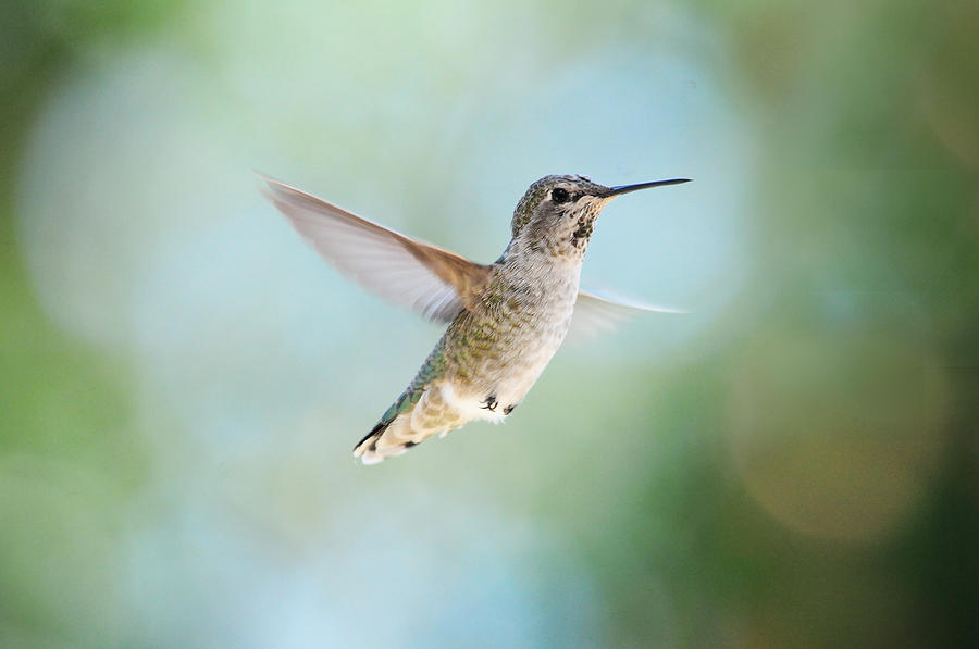 Hummingbird Photograph - Flying Solo by Lynn Bauer