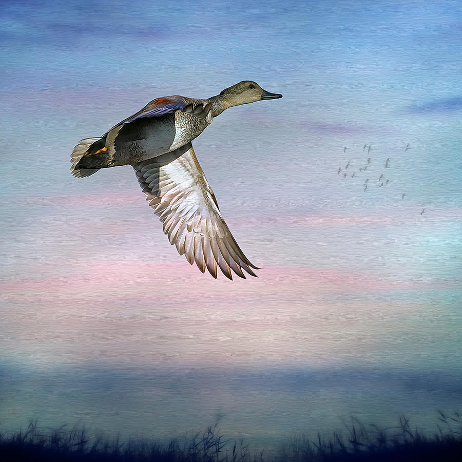 Flying Solo Digital Art by Ronald Bolokofsky