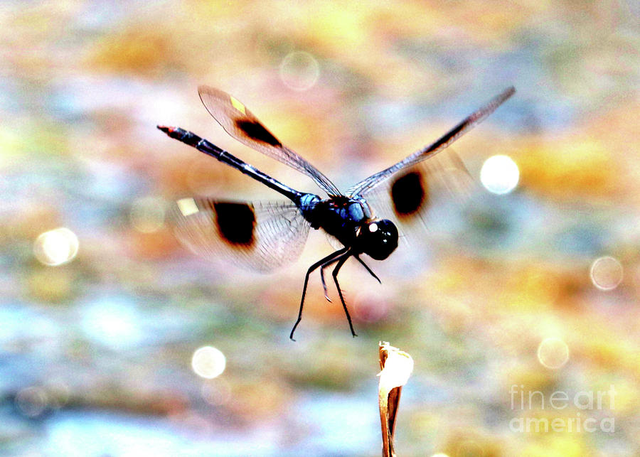 Flying Sparkler Photograph by Carol Groenen
