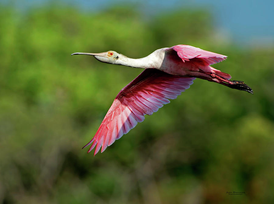 Flying Spoonbill Photograph by Judi Dressler
