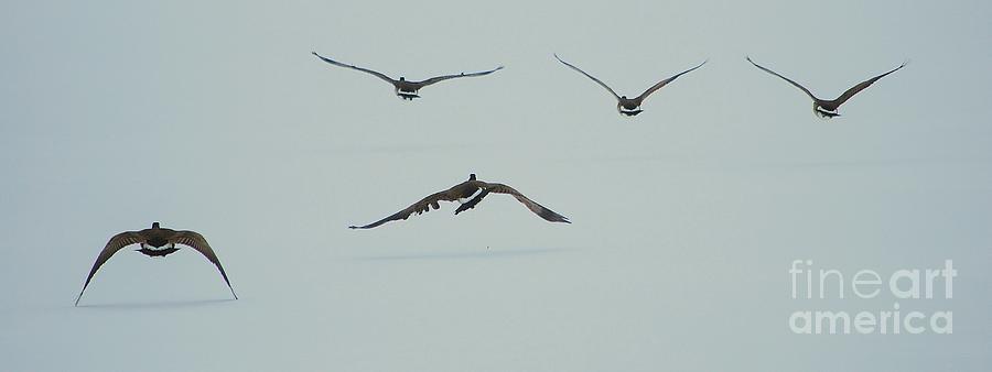 Geese Photograph - Flying Steps by Joy Bradley