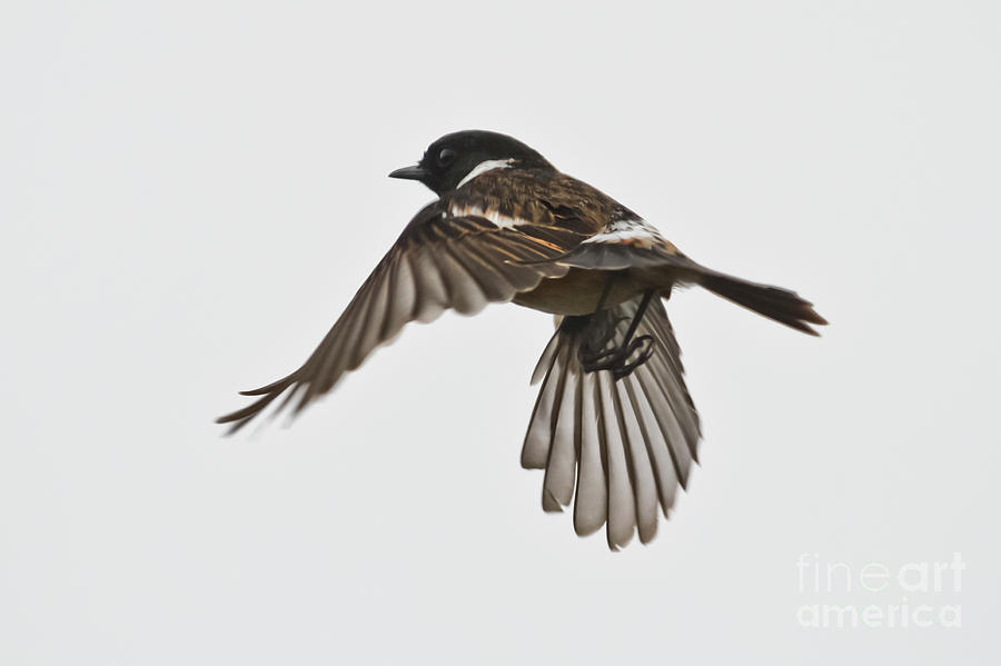 Flying Stonechat Photograph by Terri Waters