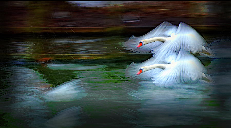 Abstract Photograph - Flying Swans Abstract by Jeff Townsend
