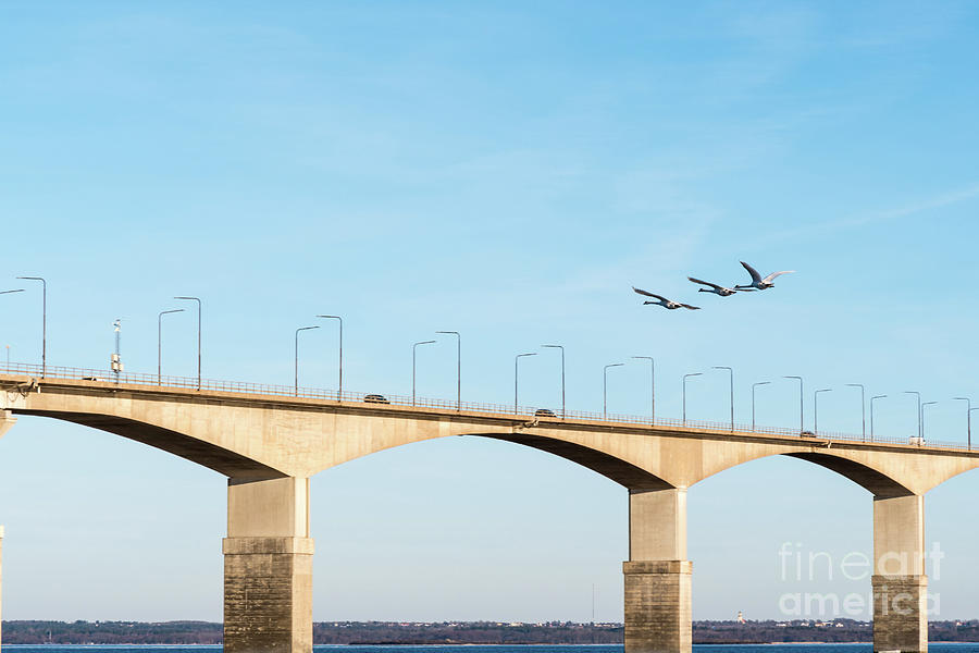 Flying Swans By The Bridge Photograph