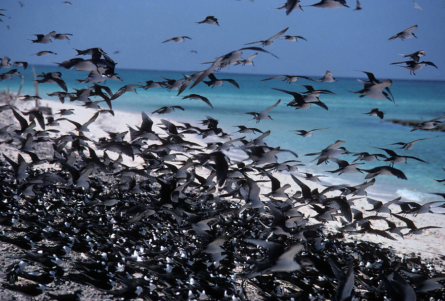 Flock Photograph - Flying Terns on the Great Barrier Reef by Carl Purcell Flock Photograph - Flying Terns on the Great Barrier Reef by Carl Purcell