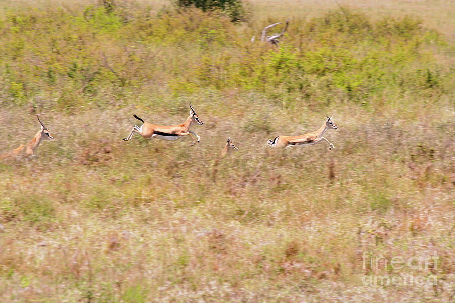 Flying Thomsons Gazelles Photograph by Bruce Block