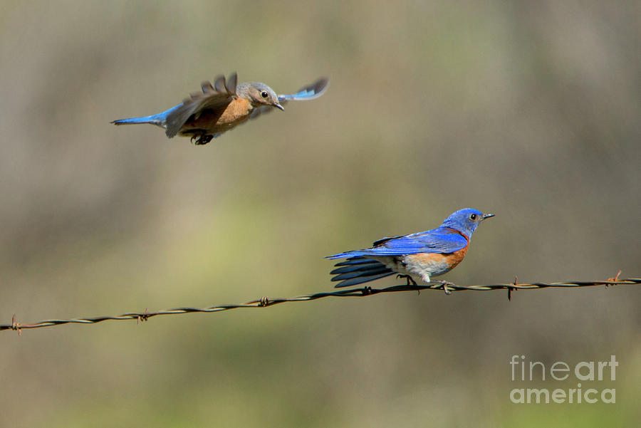 Wildlife Photograph - Flying to you by Michael Dawson