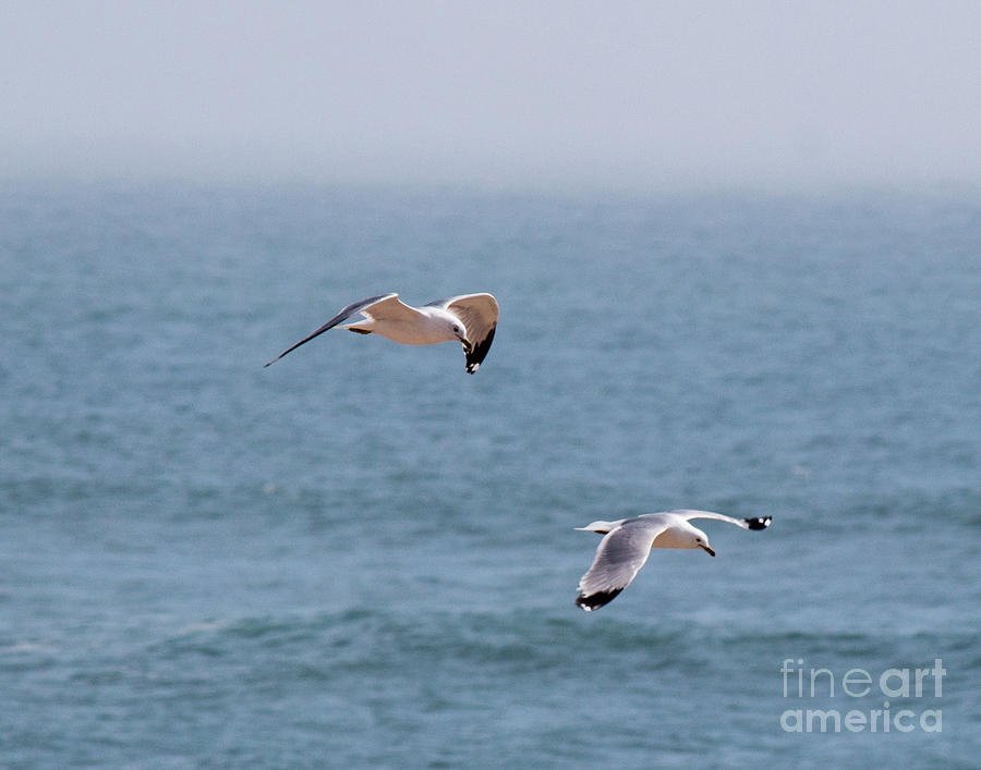 Flying Together Photograph by Cheryl Del Toro