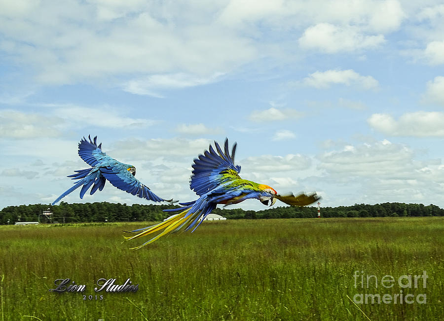 Flying Together Photograph by Melissa Messick