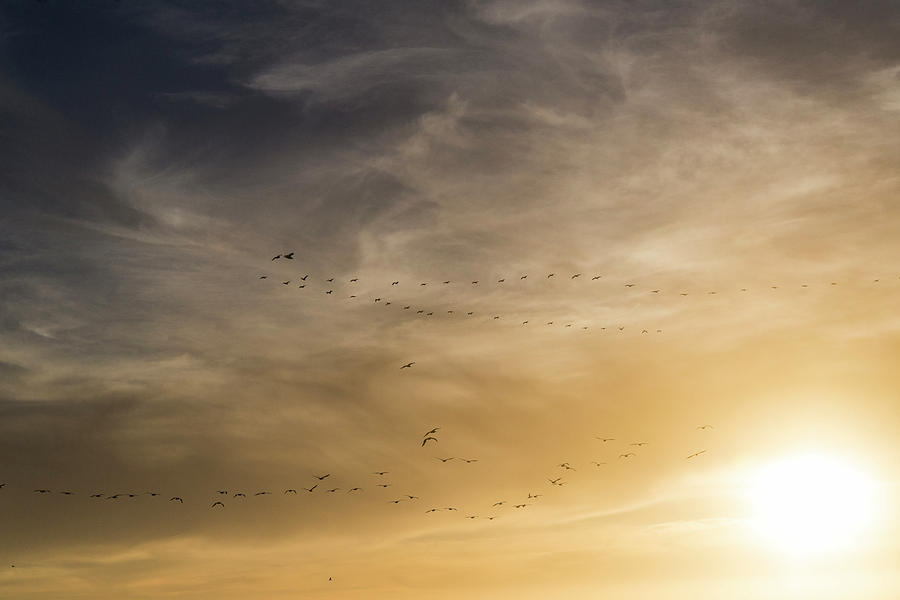Flying too Close to the Sun Photograph by Alex Lapidus