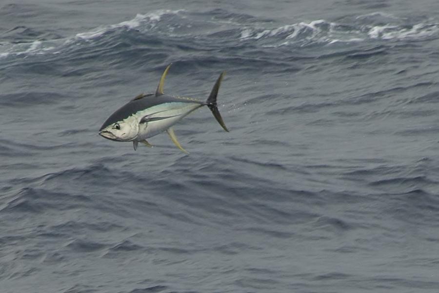 Flying Tuna Photograph By Bradford Martin