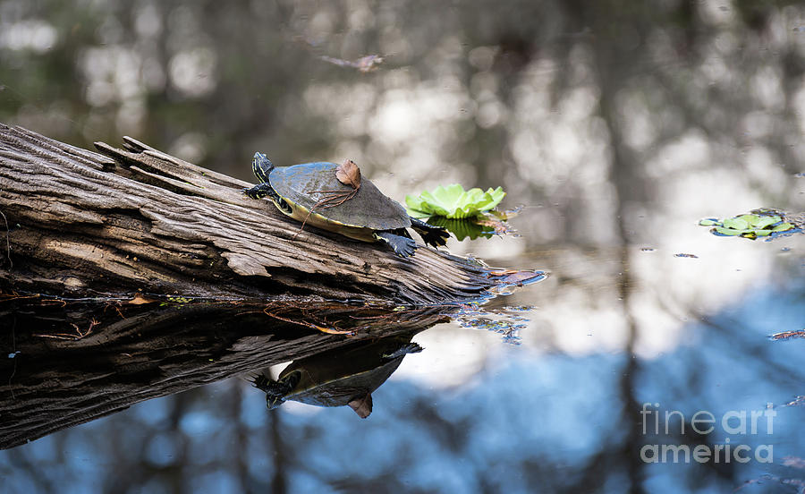 Flying Turtle Photograph by Carol Lloyd