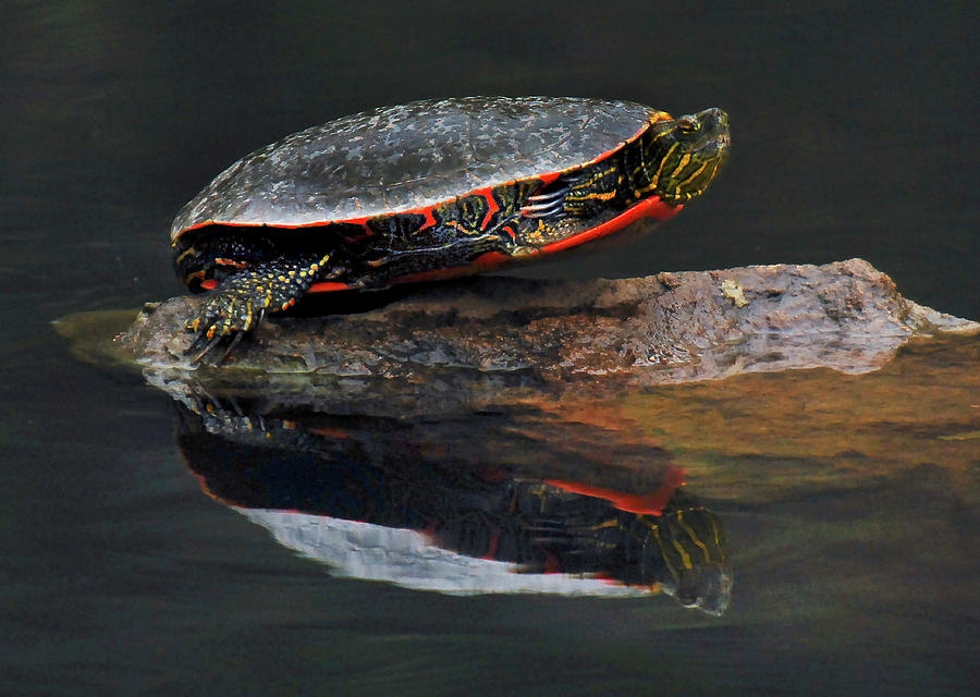 Flying Turtle Photograph by Michelle Halsey