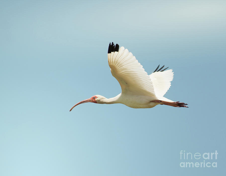 Flying White Ibis Photograph by Robert Frederick