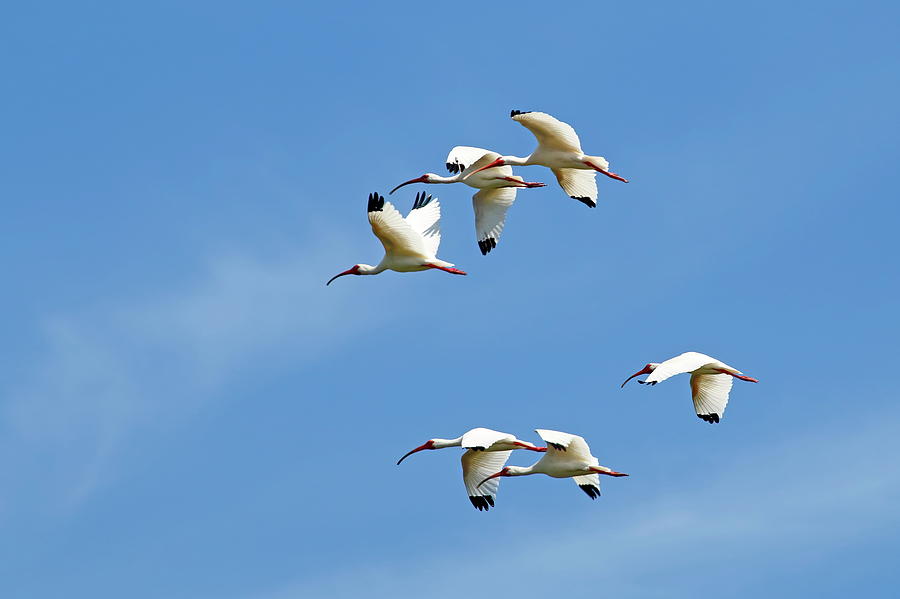 Flying White Ibises Photograph by Daniel Caracappa - Pixels