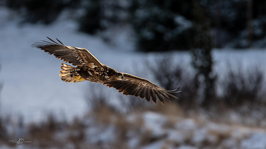 Flying White-tailed Eagle Photograph by Torbjorn Swenelius