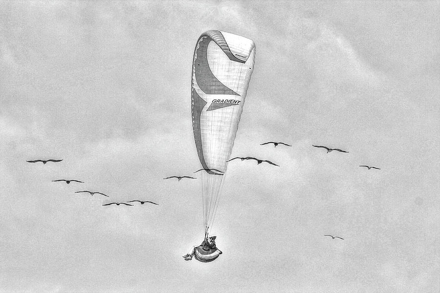 Flying With The Birds in Monochrome Photograph by SC Heffner
