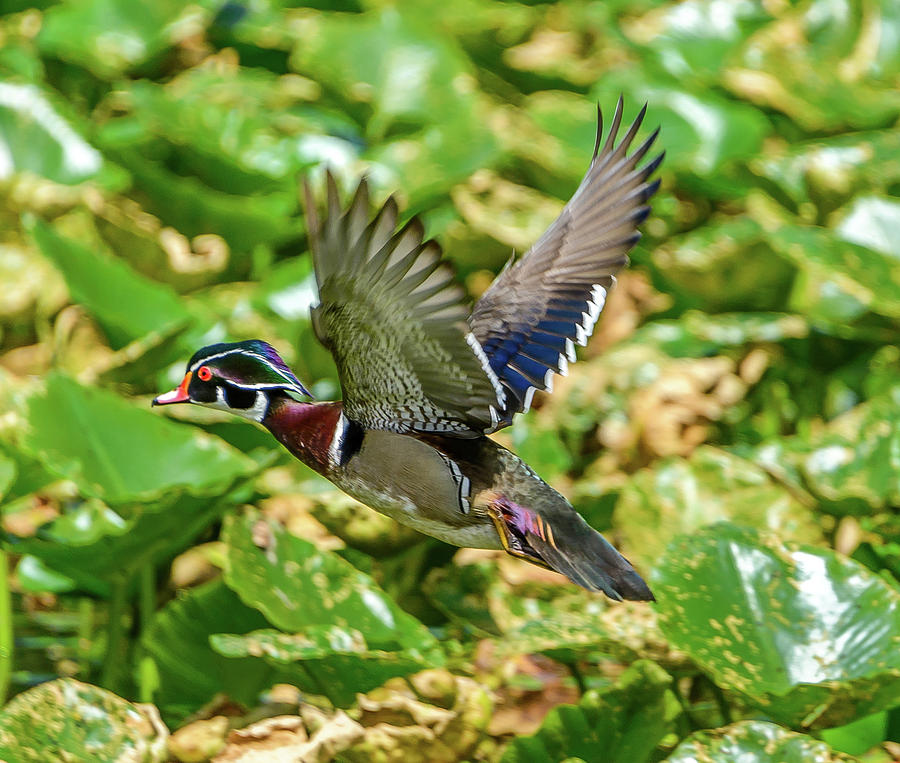 Flying Wood Duck Photograph by Jerry Cahill