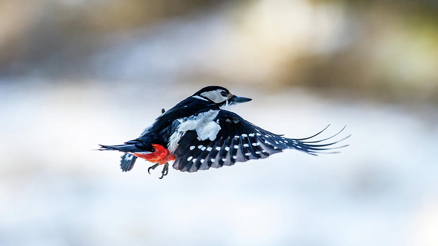 Flying Woodpecker Photograph by Torbjorn Swenelius