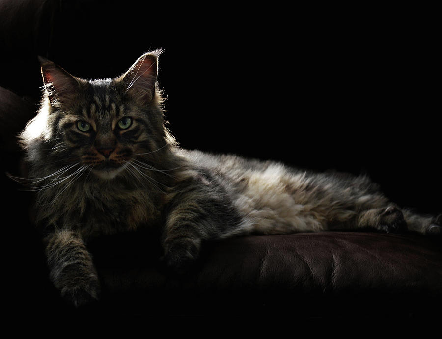 Majestic Mainecoon Cat Named Flynn Photograph