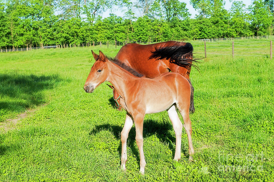 Foal Photograph by David Arment