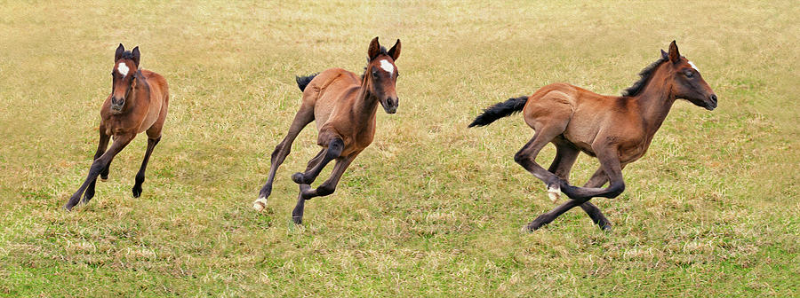 Foal Frolic Photograph by Art Cole