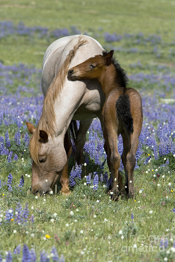 Foal Playing With Its Mother Photograph by Jean-Louis Klein and Marie-Luce Hubert