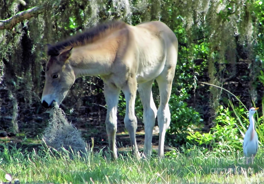 Foal Playing With Moss Photograph by D Hackett