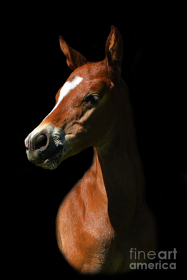 Foal Portrait on Black Photograph by Life With Horses
