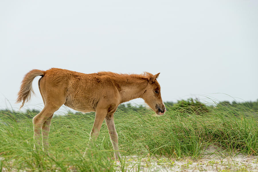 Foal walking across the sand and grass Photograph by Dan Friend