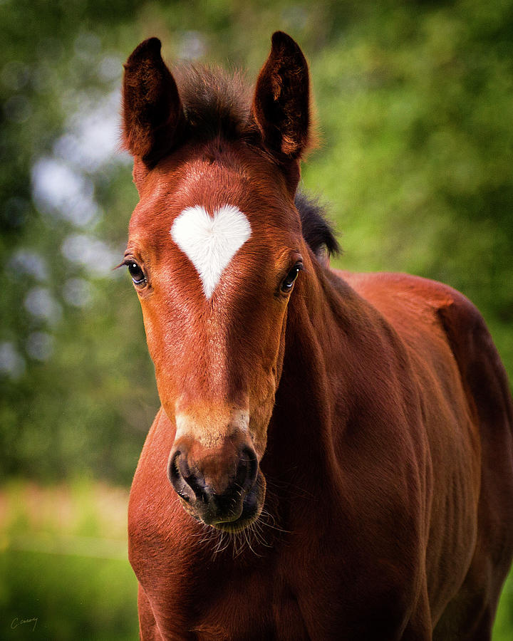 Foal With A Heart - The Original Photograph